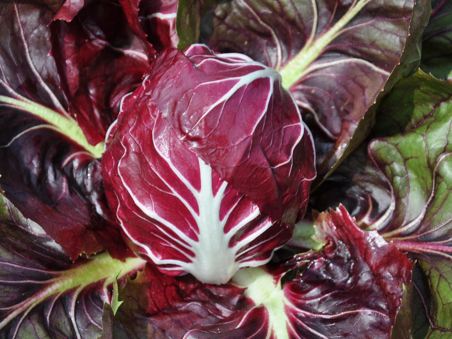 Rossa Di Verona Endive Heirloom Seeds