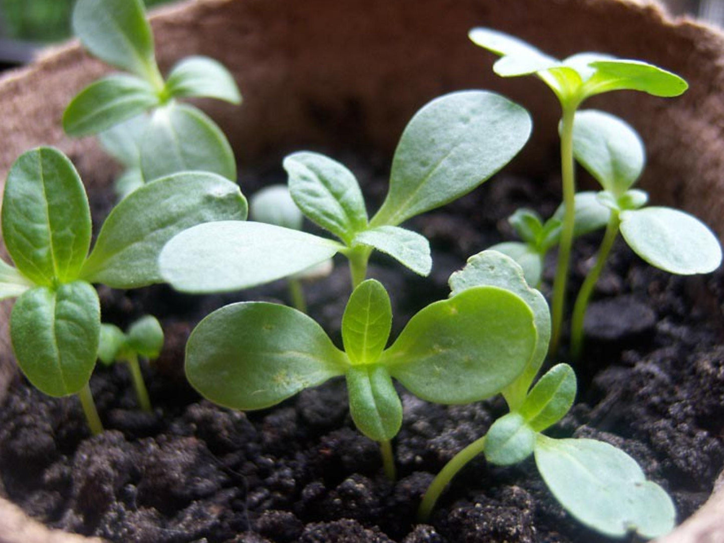 California Giants Blend Heirloom Zinnia Seeds