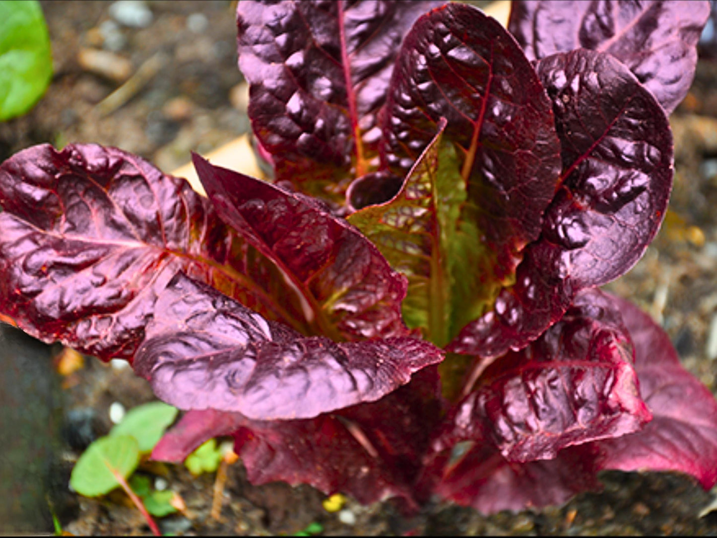 Super Red Romaine Heirloom Lettuce Seeds