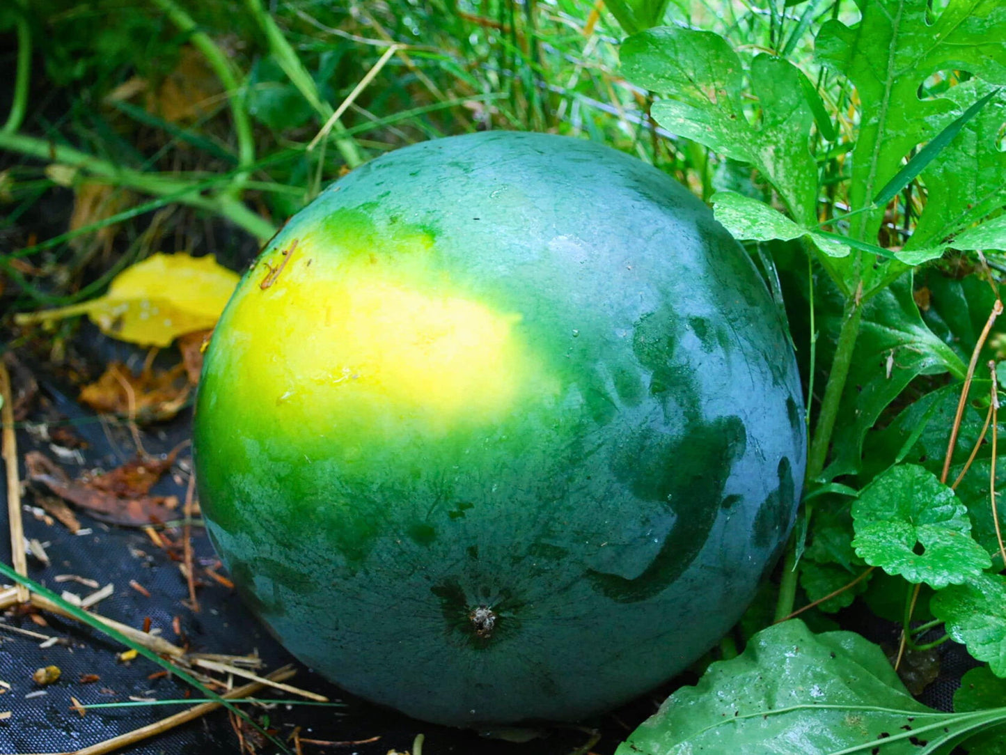 Sugar Baby Heirloom Watermelon Seeds