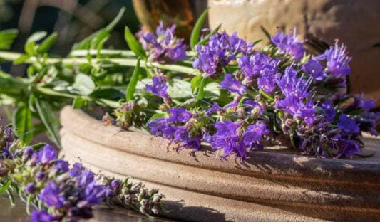 Hyssop Heirloom Seeds