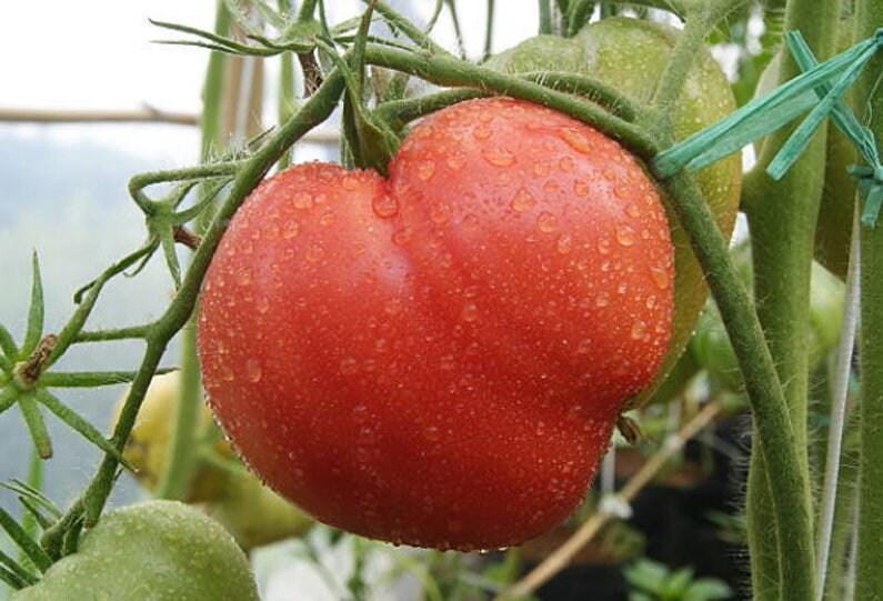 Oxheart Heirloom Tomato Seeds