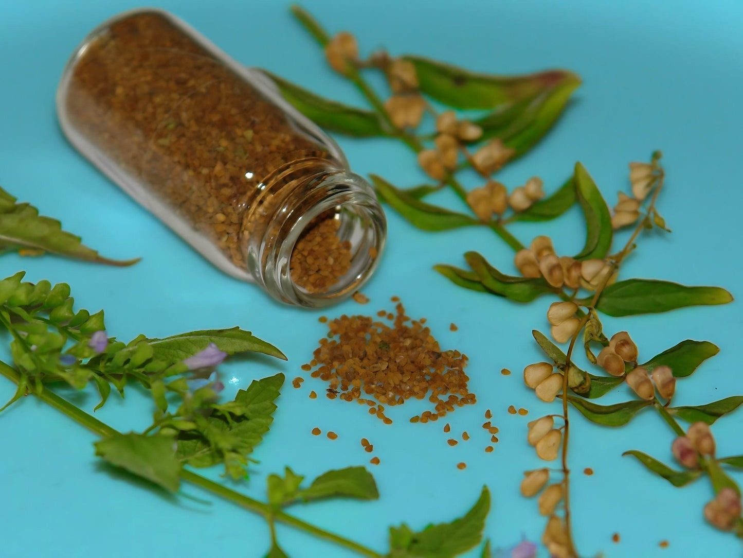 Mad Dog Skullcap Heirloom Seeds