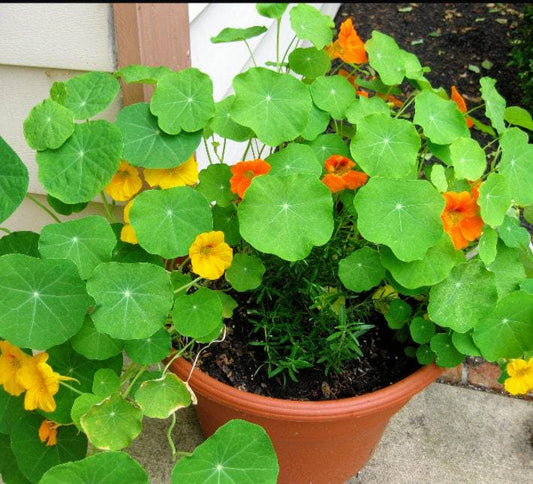 Jewel Blend Dwarf Heirloom Nasturtium Seeds