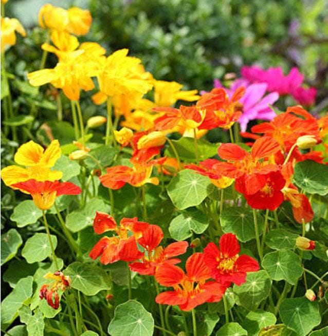 Tall Blend Heirloom Nasturtium Seeds