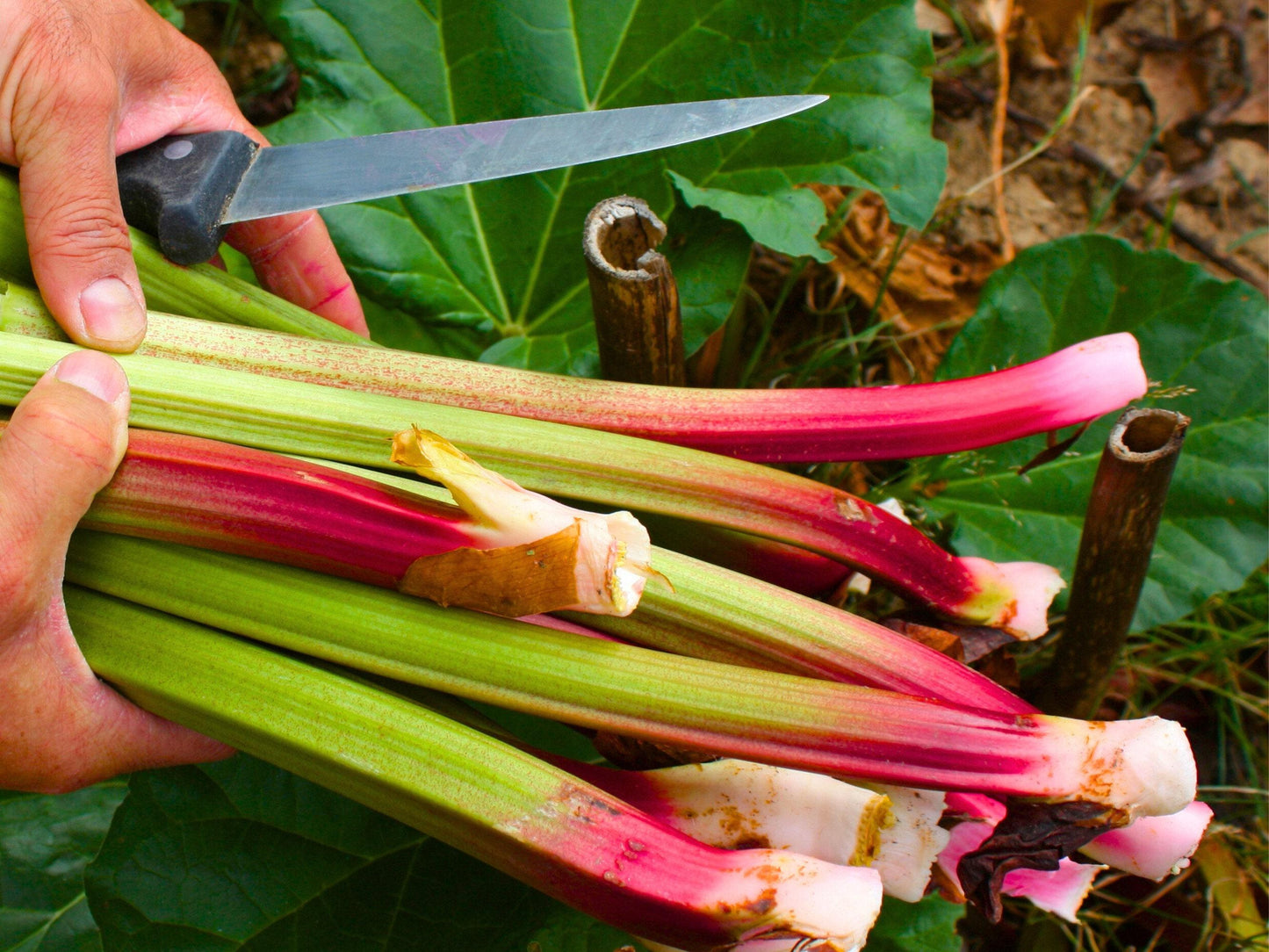 Glaskins Perpetual Heirloom Rhubarb Seeds