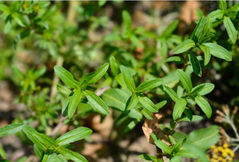 Mexican Tarragon Heirloom Seeds