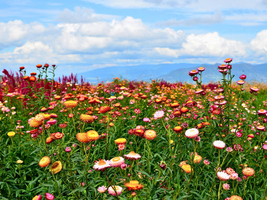 Tall Mix Strawflower Heirloom Seeds