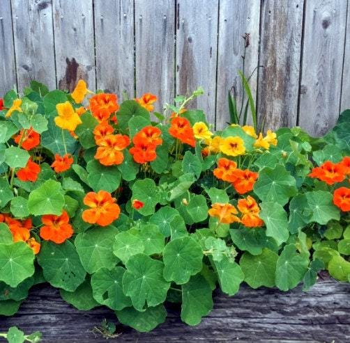 Jewel Blend Dwarf Heirloom Nasturtium Seeds