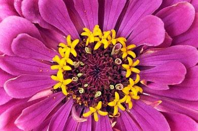 Purple Prince Heirloom Zinnia Seeds