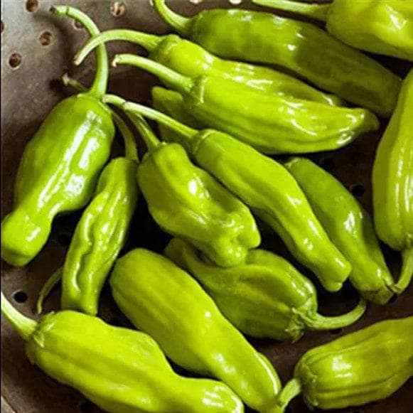 Greek Golden Pepperoncini Heirloom Pepper Seeds