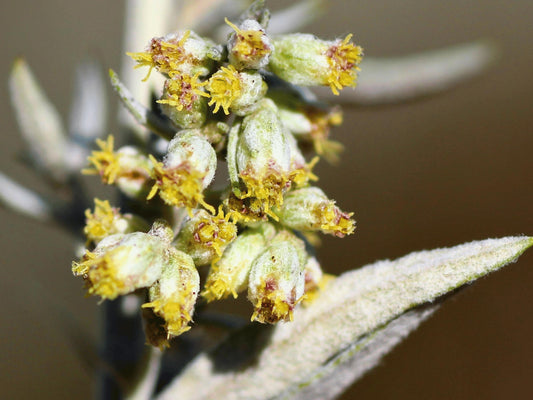 Prairie Sage Seeds