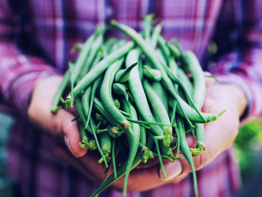 Tenderette Bush Bean Heirloom Seeds