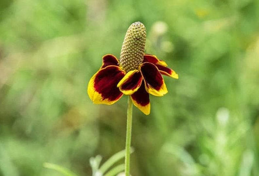 Prairie Coneflower Heirloom Seeds