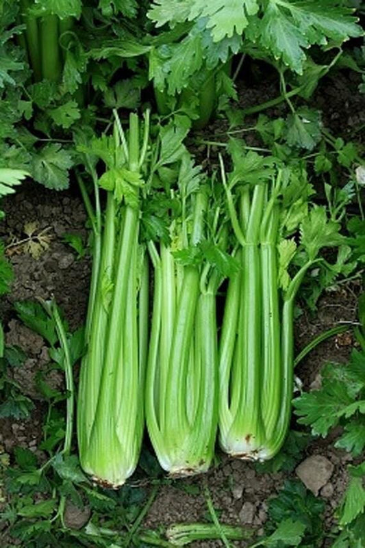 Pascal Celery Heirloom Seeds