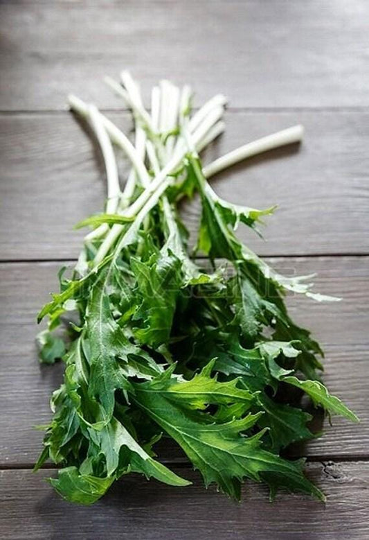 Early Fall Rapini Broccoli Raab Heirloom Seeds