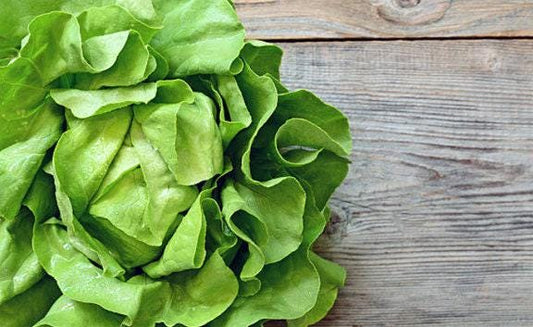 Buttercrunch Heirloom Butterhead Lettuce Seeds