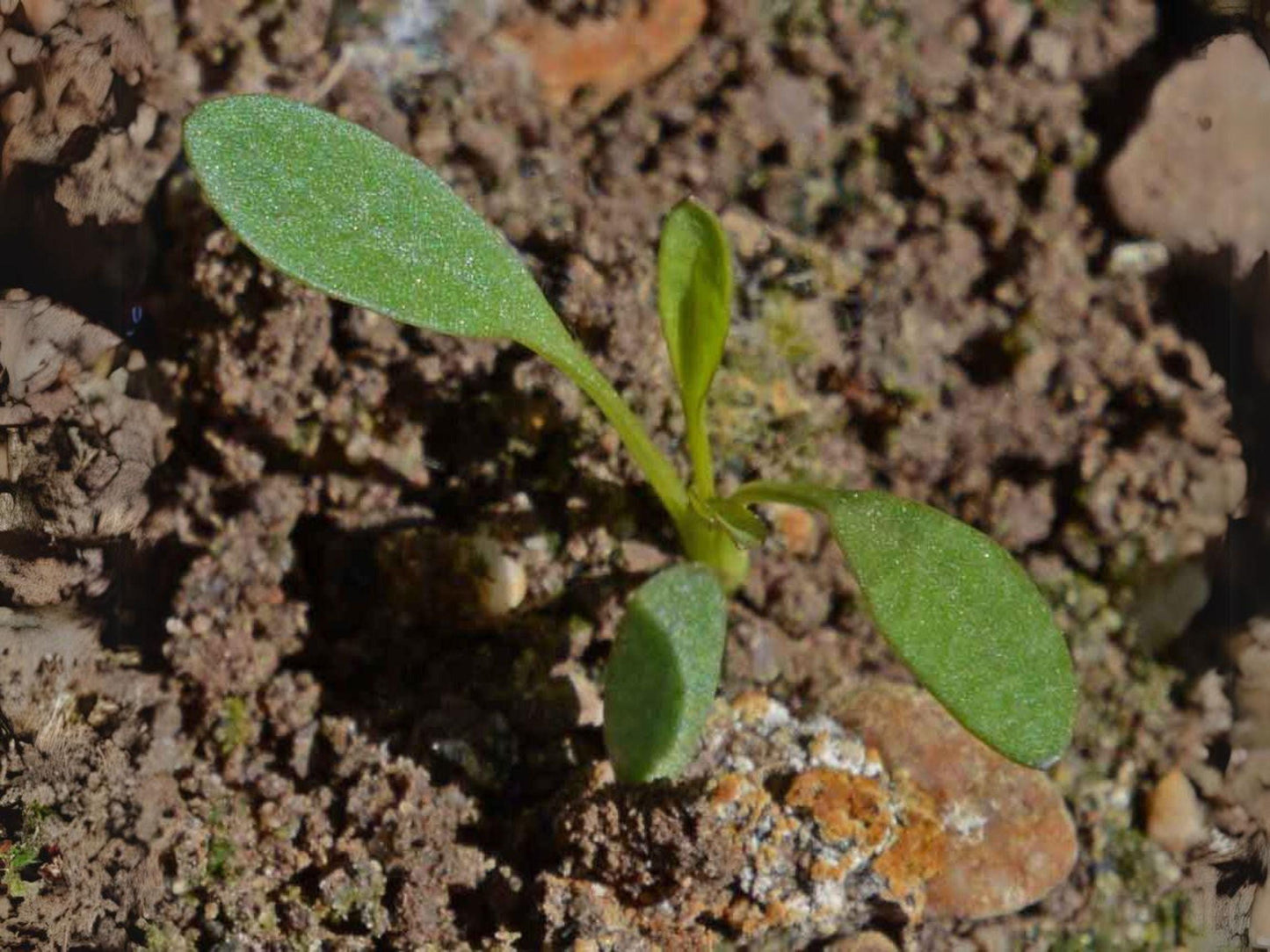 Dwarf Plains Coreopsis Heirloom Seeds