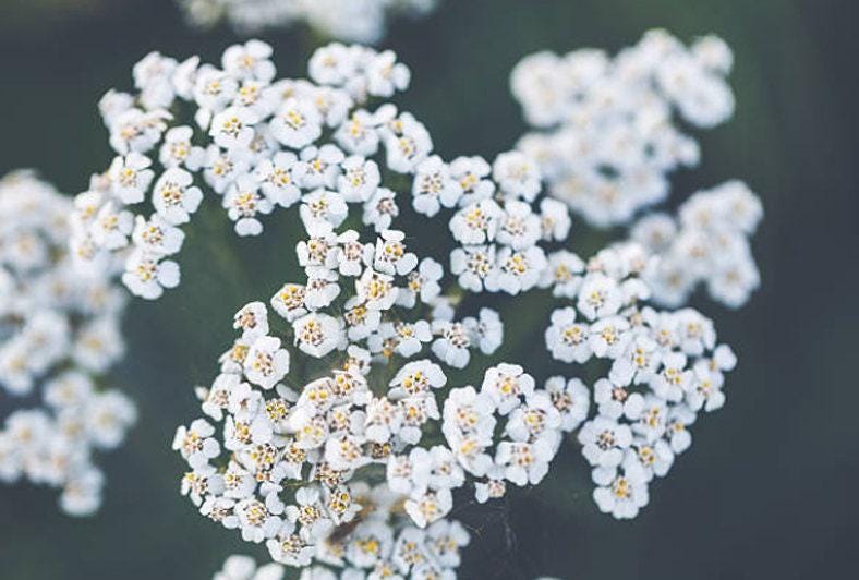 White Western Yarrow Heirloom Seeds
