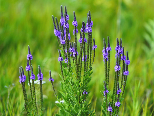 A field of tall purple flowers with green stems, surrounded by a blurred green background.