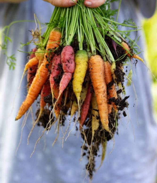 Rainbow Blend Heirloom Carrot Seeds