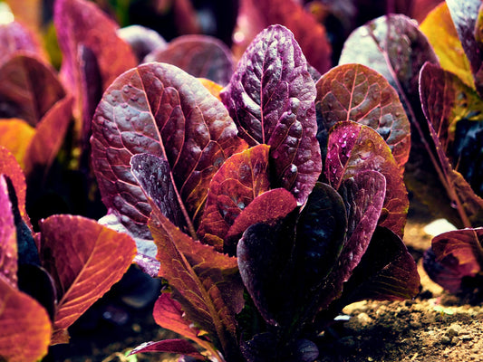 Super Red Romaine Heirloom Lettuce Seeds