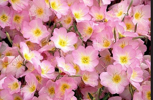 Showy Evening Primrose Heirloom Seeds