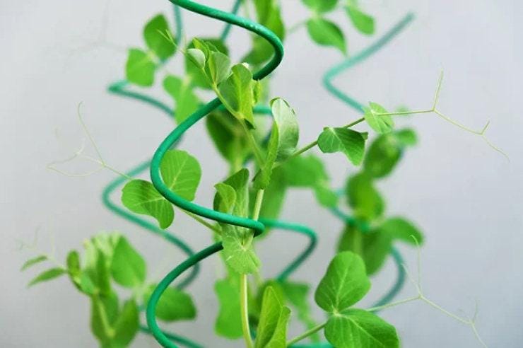 Wando Heirloom Shelling Pea Seeds