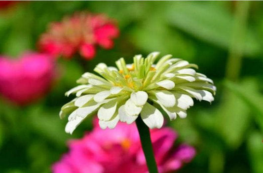 Polar Bear Heirloom Zinnia Seeds