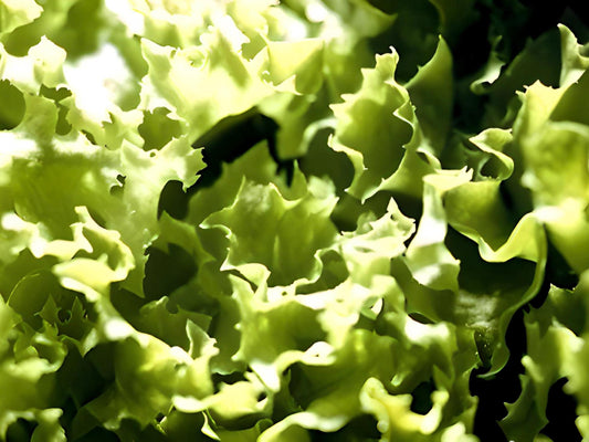 Broadleaf Batavian Endive (Escarole) Heirloom Seeds