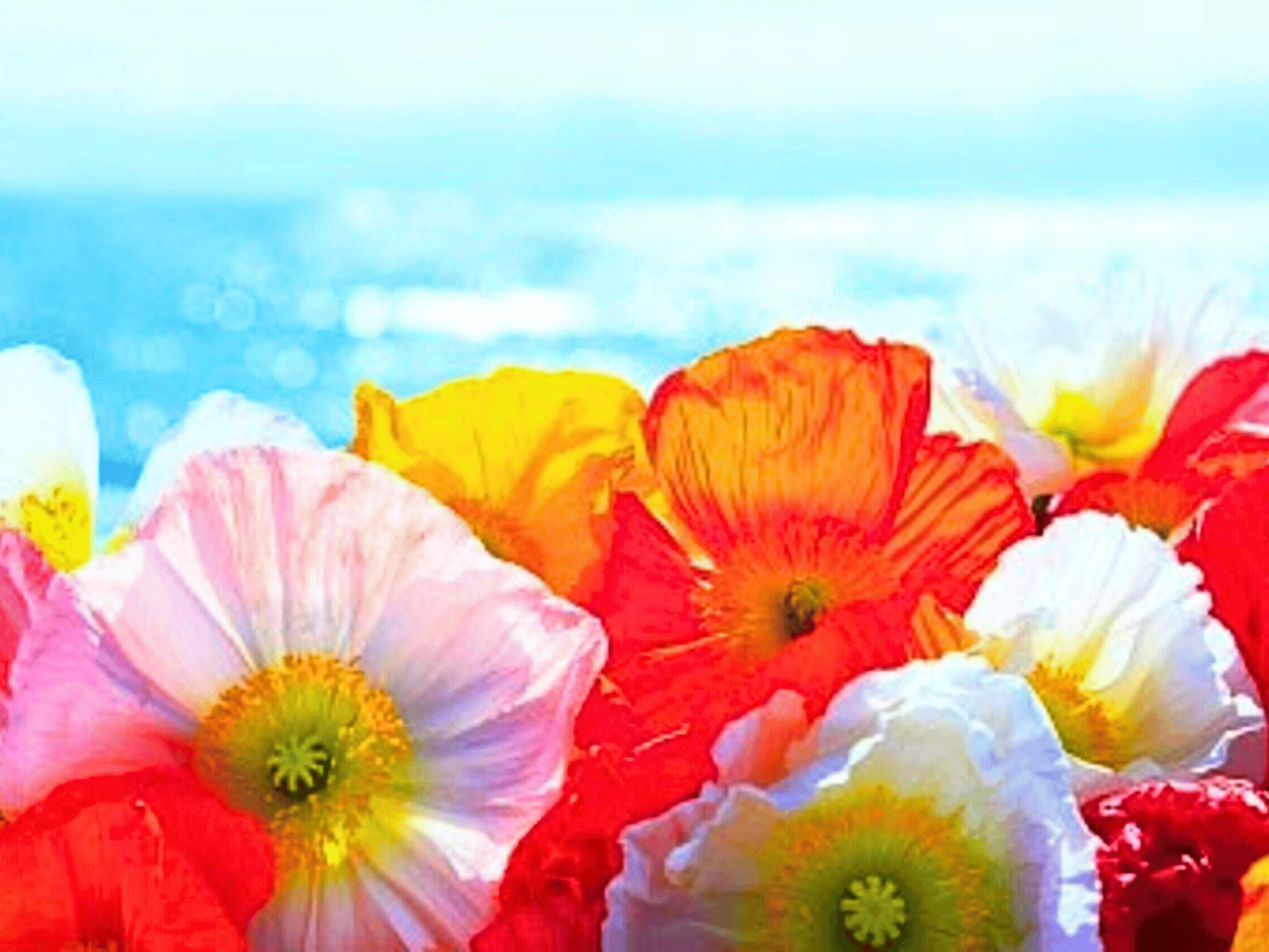 Ballerina Blend California Poppy Heirloom Seeds