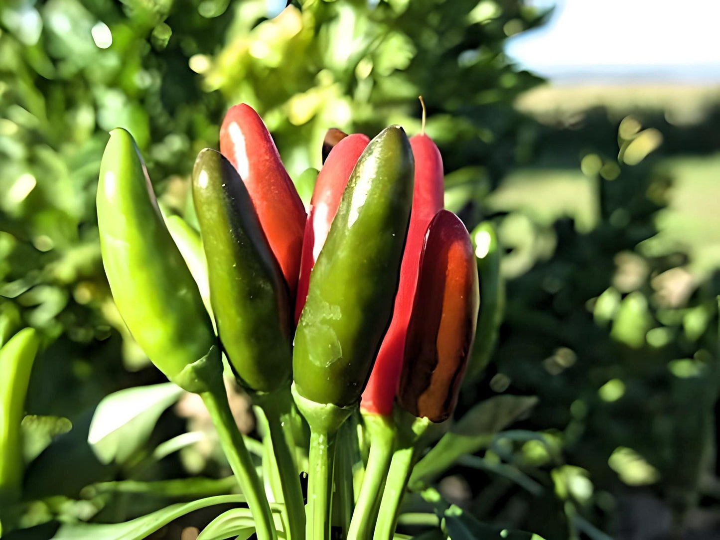 Tabasco Heirloom Hot Pepper Seeds