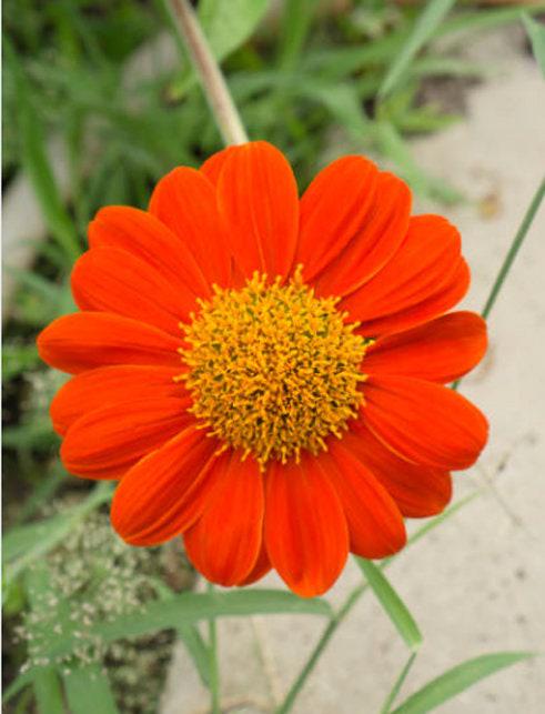 Mexican Torch Heirloom Sunflower Seeds