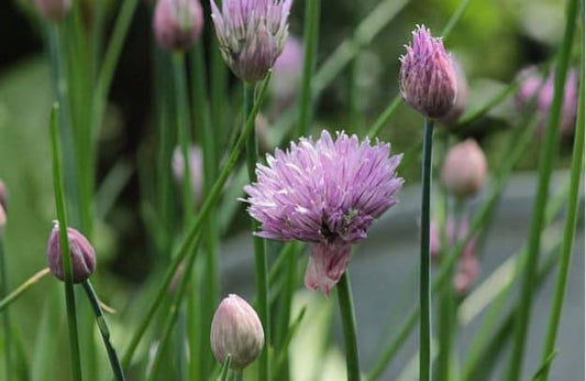Common Chives Heirloom Seeds