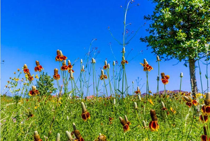 Prairie Coneflower Heirloom Seeds