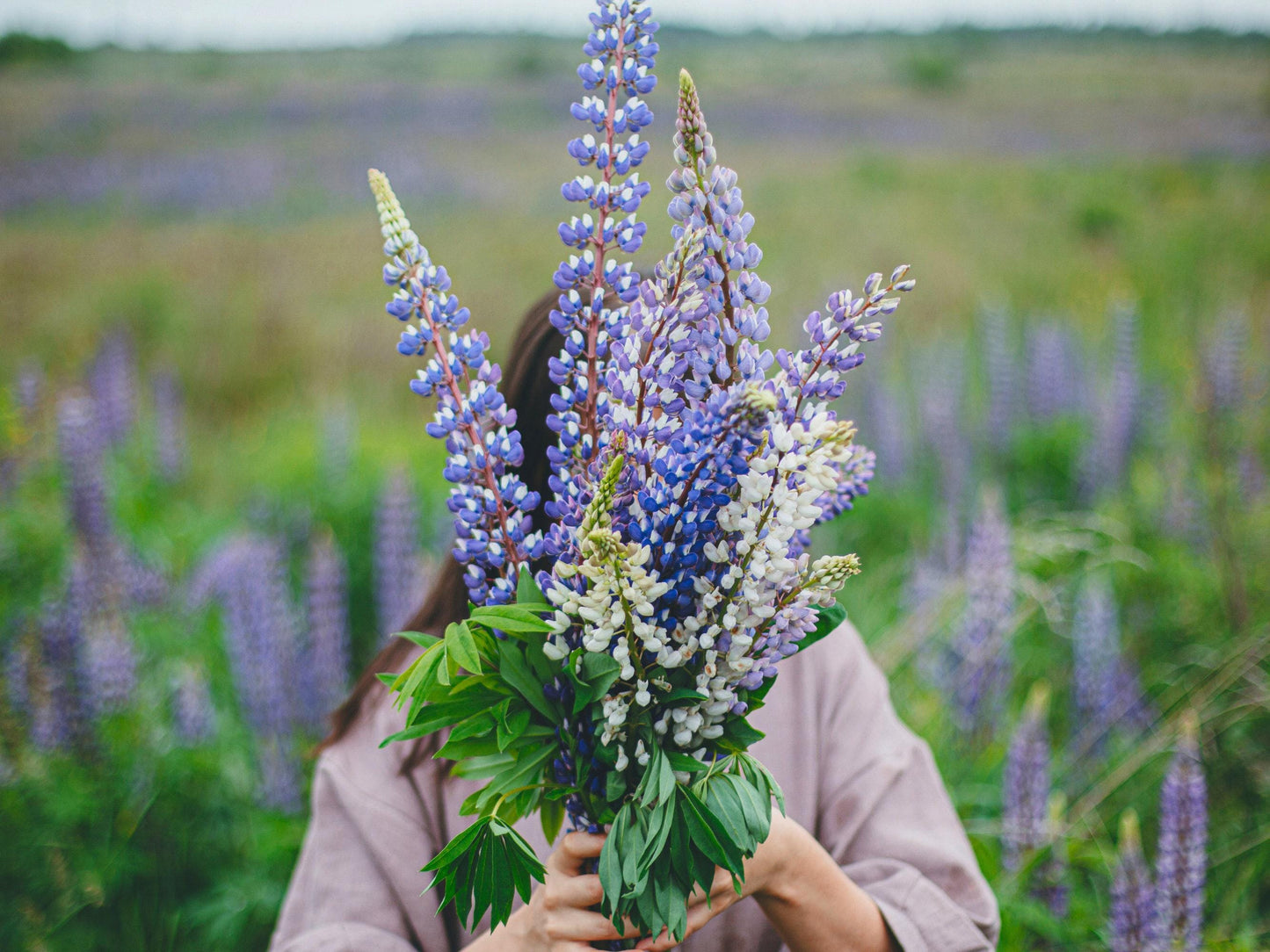 Izzie's Cut Flower Blend Heirloom Wildflower Seeds