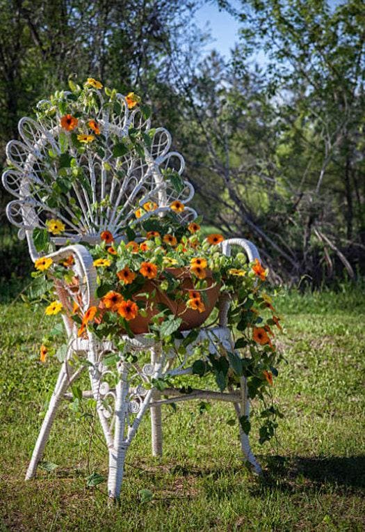 Black-eyed Susan Vine Heirloom Seeds