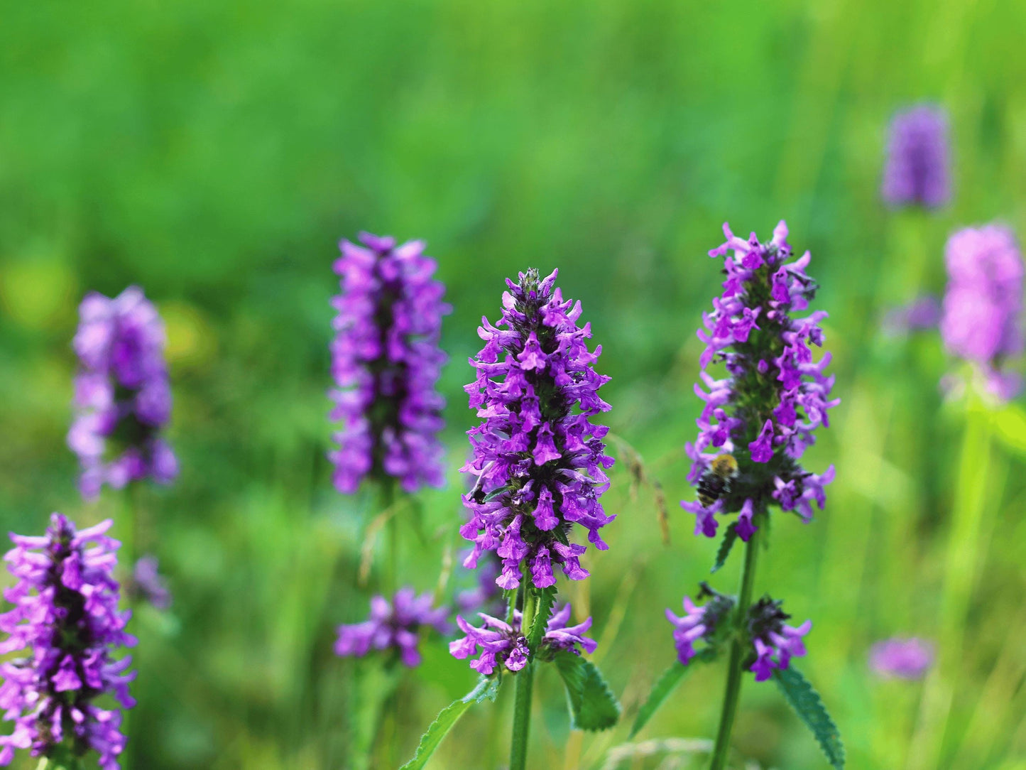 A field of vibrant purple flowers in full bloom, with some in the foreground and others in the background, creating a lush and colorful natural scene.