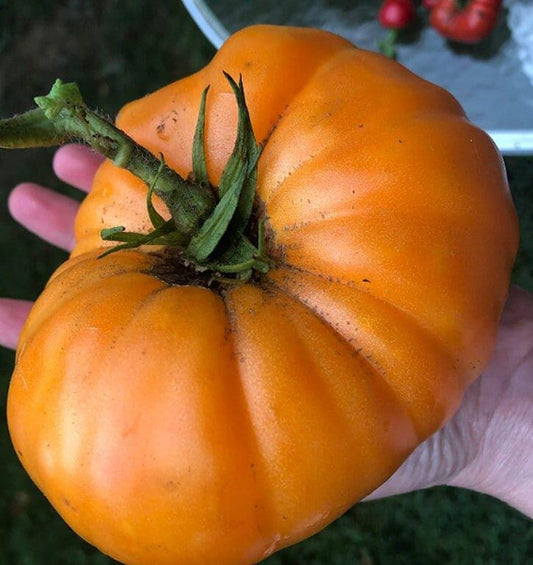 Dr. Wyche’s Yellow Heirloom Tomato Seeds