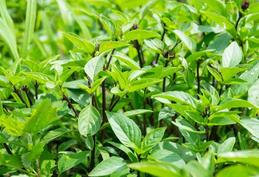 Siam Queen Thai Heirloom Basil Seeds