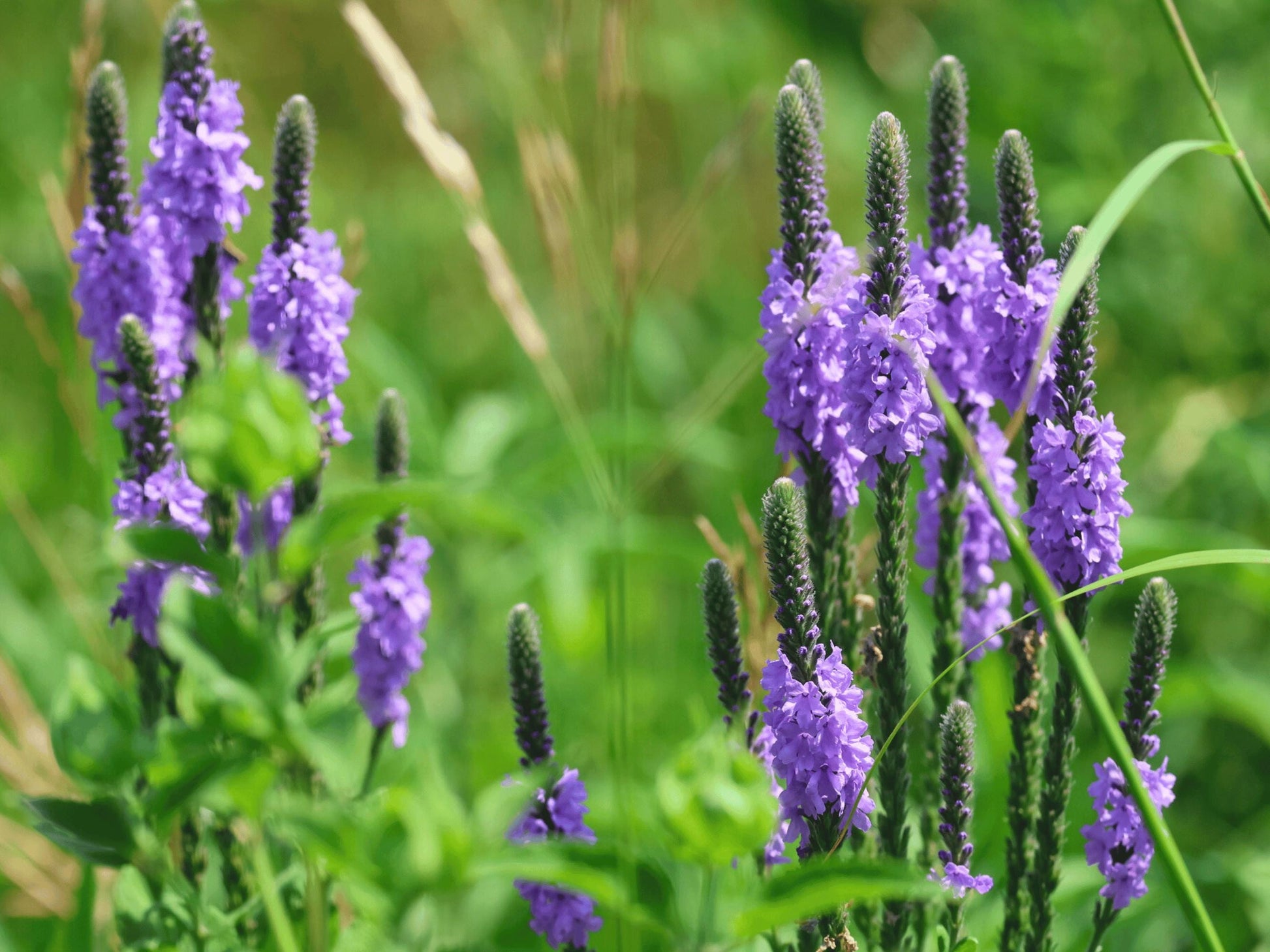 A close-up view of a field of tall purple flowers with green stems, surrounded by lush green foliage.