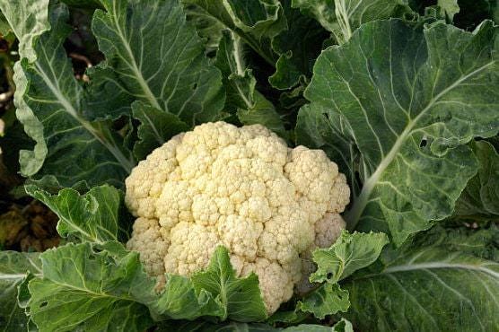 Snowball Cauliflower Heirloom Seeds