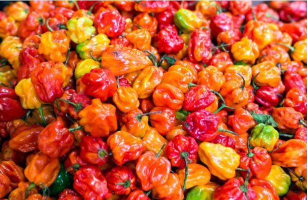 Habanero Heirloom Hot Pepper Seeds
