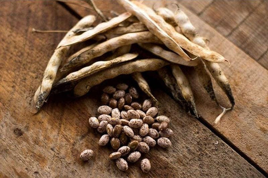 Pinto Heirloom Bean Seeds