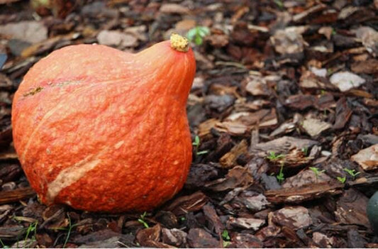 Golden Hubbard Heirloom Winter Squash Seeds