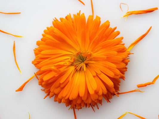 Ball's Orange Calendula Heirloom Marigold Seeds