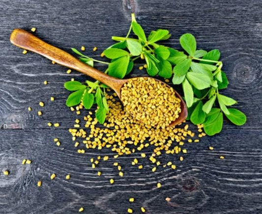 Fenugreek Heirloom Seeds