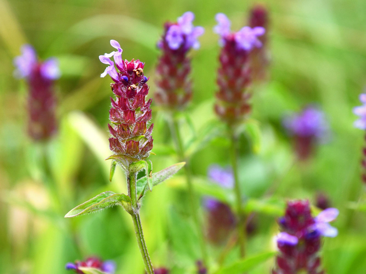 Self Heal (Heal All) Heirloom Herb Seeds