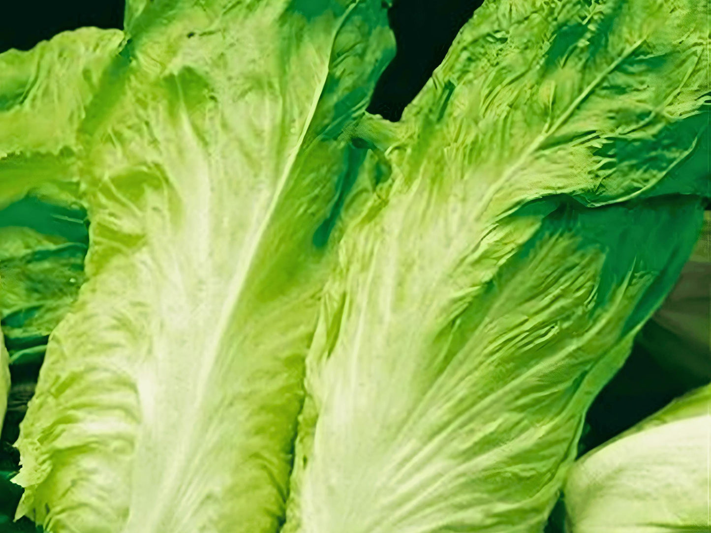 a close-up view of fresh, green lettuce leaves.