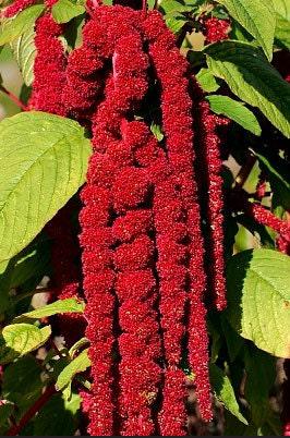Love-Lies-Bleeding Heirloom Amaranth Seeds